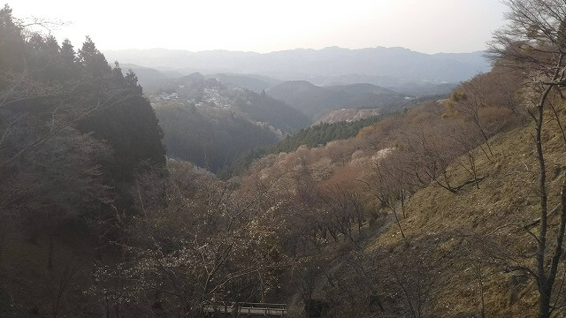吉野山　中千本の桜